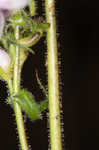 Longsepal beardtongue